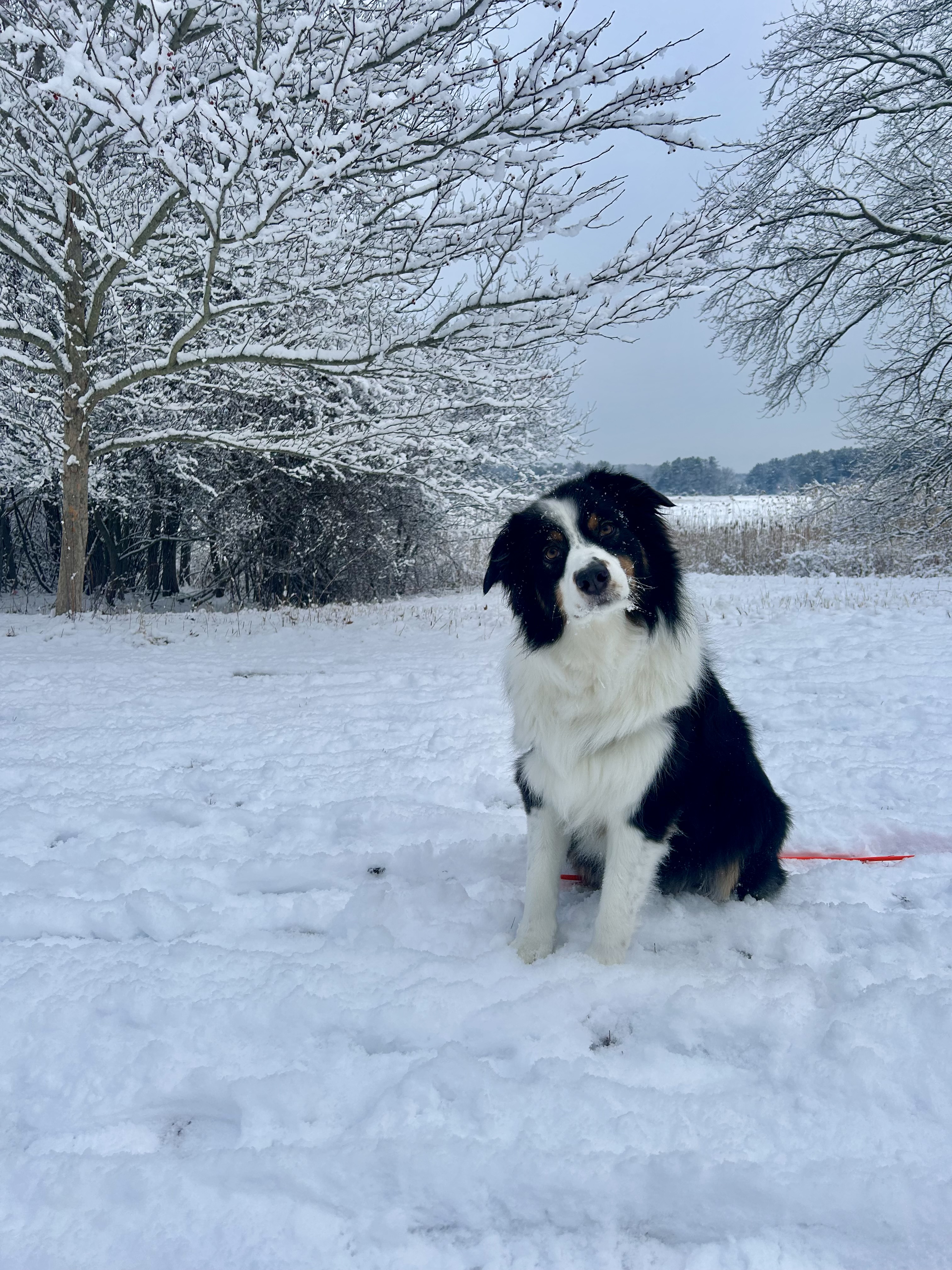Gus the Australian Shepherd